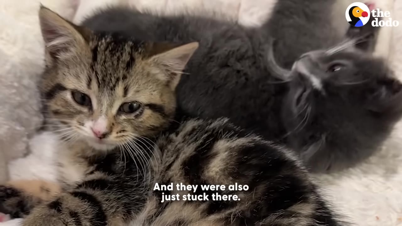 A close-up of two small kittens, one tabby and one grey, huddled together with sad expressions.