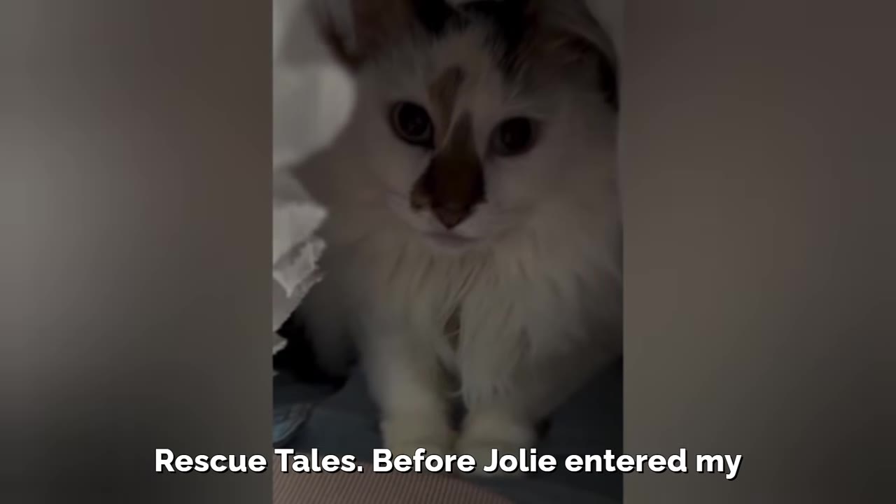 A close-up shot of a fluffy white cat with brown markings on its face, looking directly at the camera from a cozy, shadowed space.