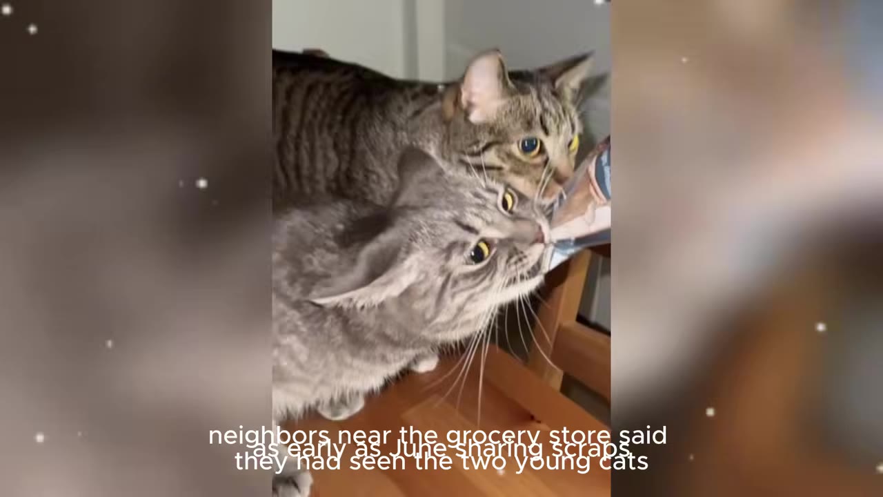 Two tabby cats, one grey and one brown, eating from a food pouch together.