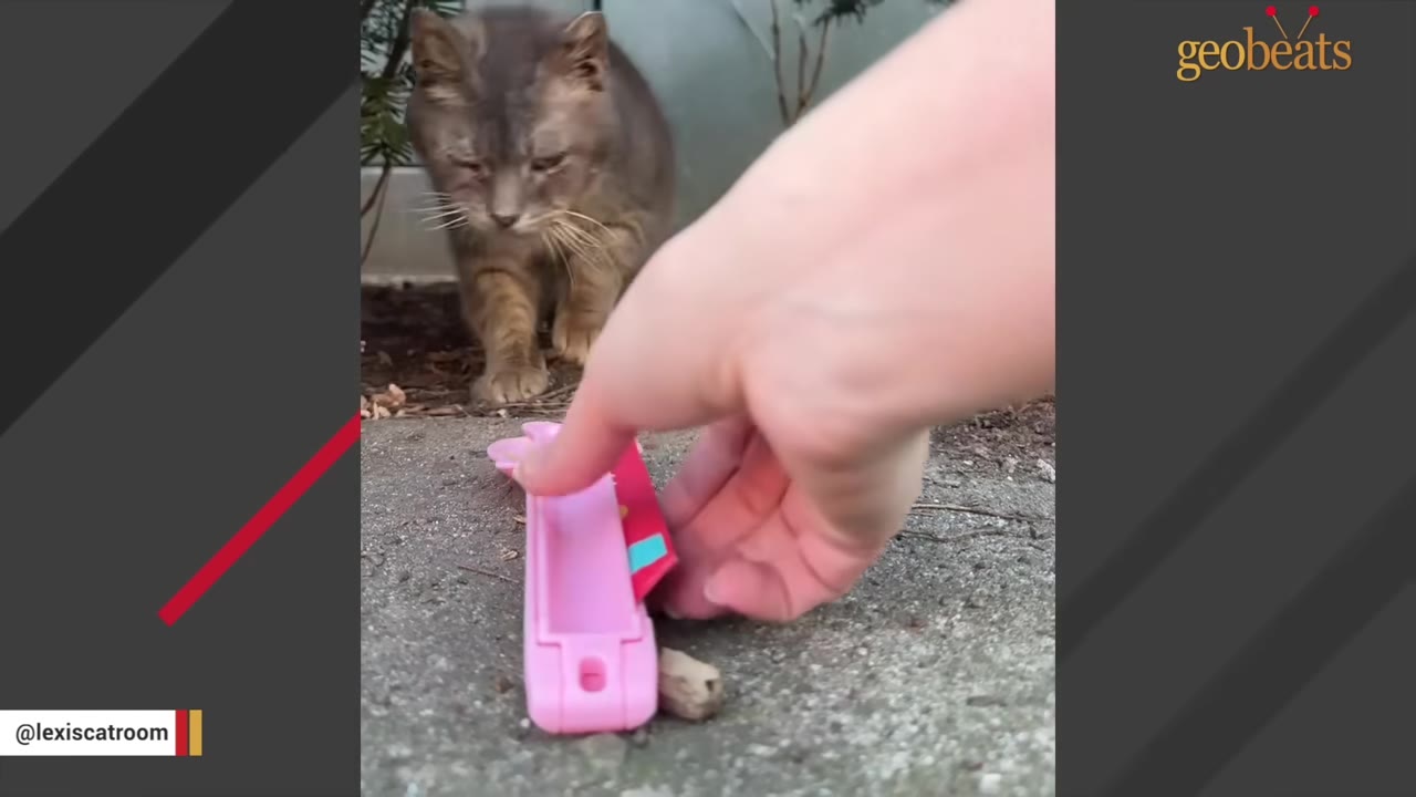 A close-up of a person's hand placing a pink cat treat dispenser on the ground for a cautious grey tabby cat.