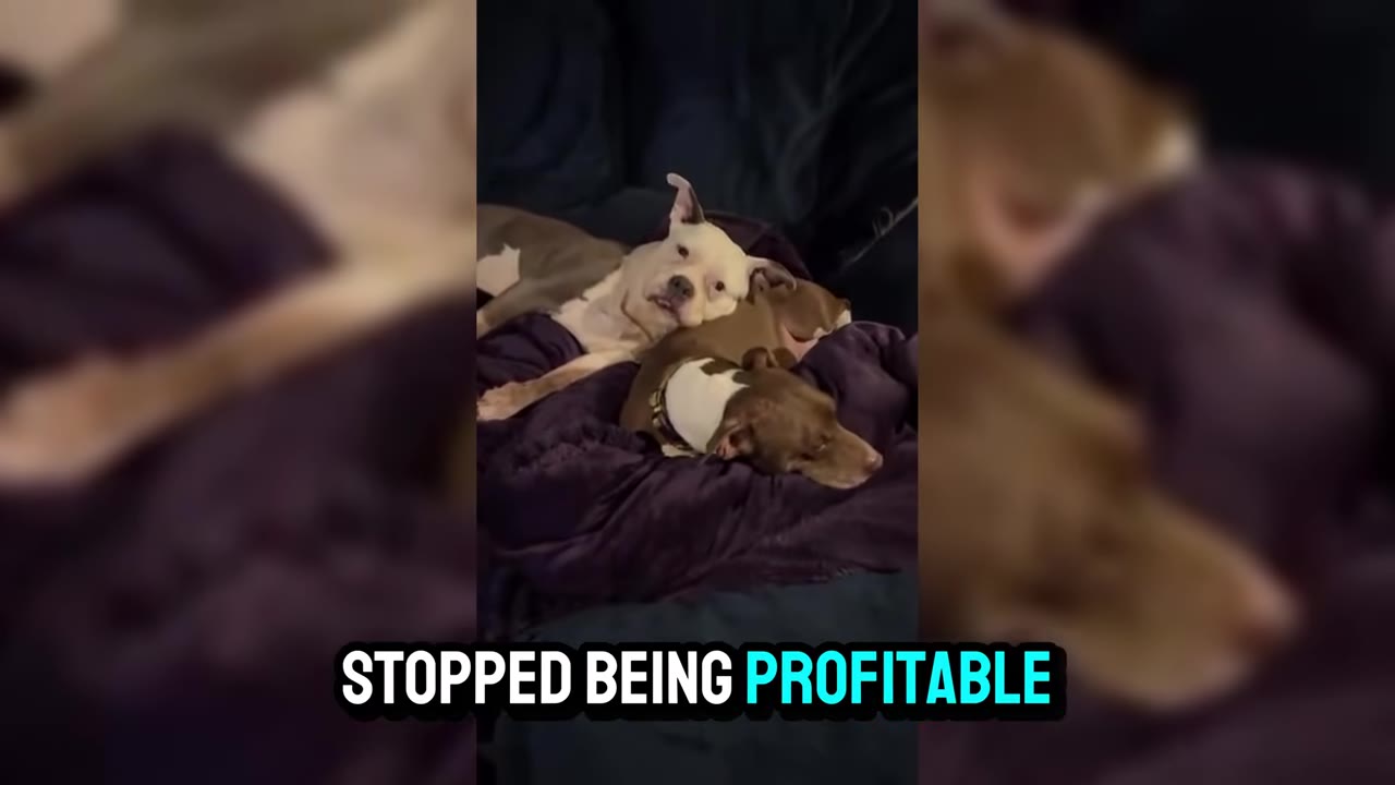 A white and grey dog rests its head on a brown and white dog as they cuddle together on a purple blanket.