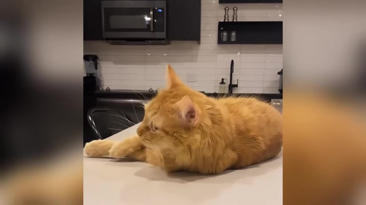 An orange tabby cat lying on a white kitchen counter, looking off to the side with a kitchen background.