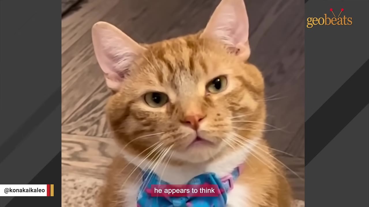 A close-up of an orange and white cat wearing a blue bow tie, looking forward with a thoughtful expression.