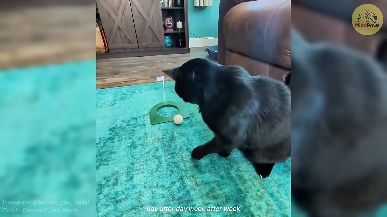 A black cat stands on a turquoise rug looking at a miniature toy golf set with a white ball and flag.