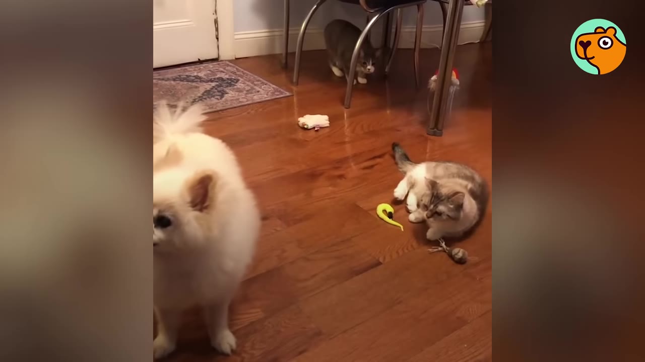 A small, fluffy white dog stands on a wooden floor in the foreground, while a light-colored cat lies nearby on the floor and another grey cat watches from under a chair in the background.