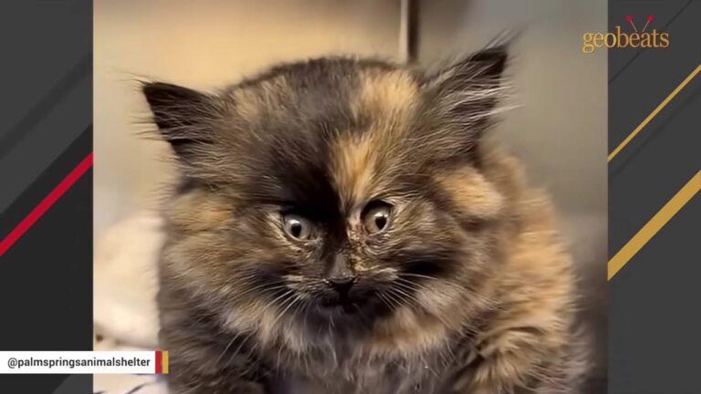 California Kitten Was Puffed Up Like A Balloon Until A Vet Uncovered Her Bizarre Condition