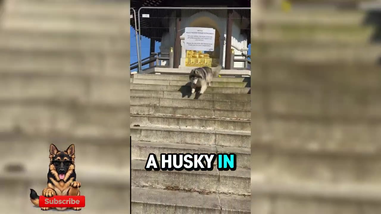 A husky walks down concrete steps outside a building under a bright blue sky, with text overlay reading 'A HUSKY IN'.