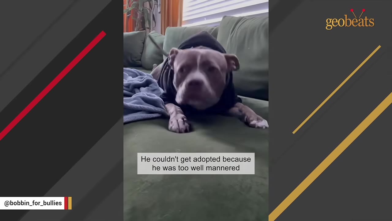 A brown and white pit bull wearing a black hoodie lies on a green couch, with on-screen text reading 'He couldn't get adopted because he was too well mannered'.