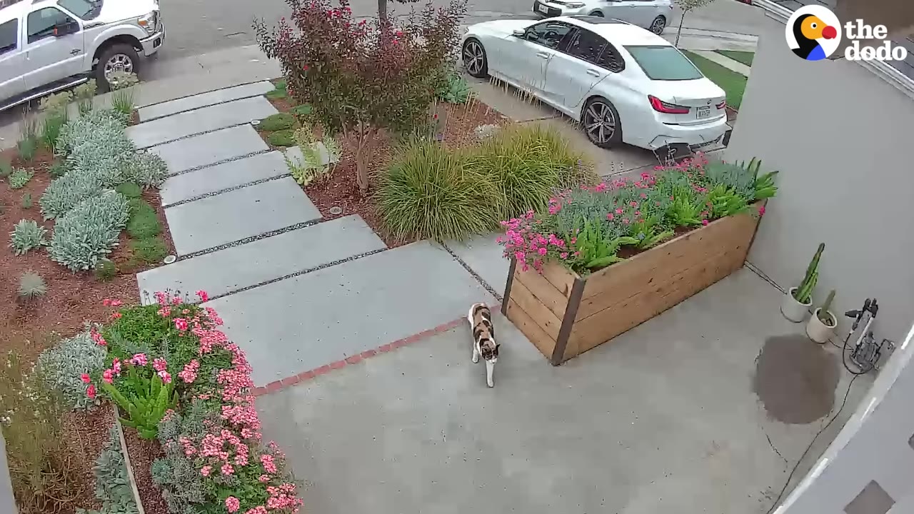 A calico cat walks along a concrete pathway in a landscaped front yard with flower beds and a wooden planter box.