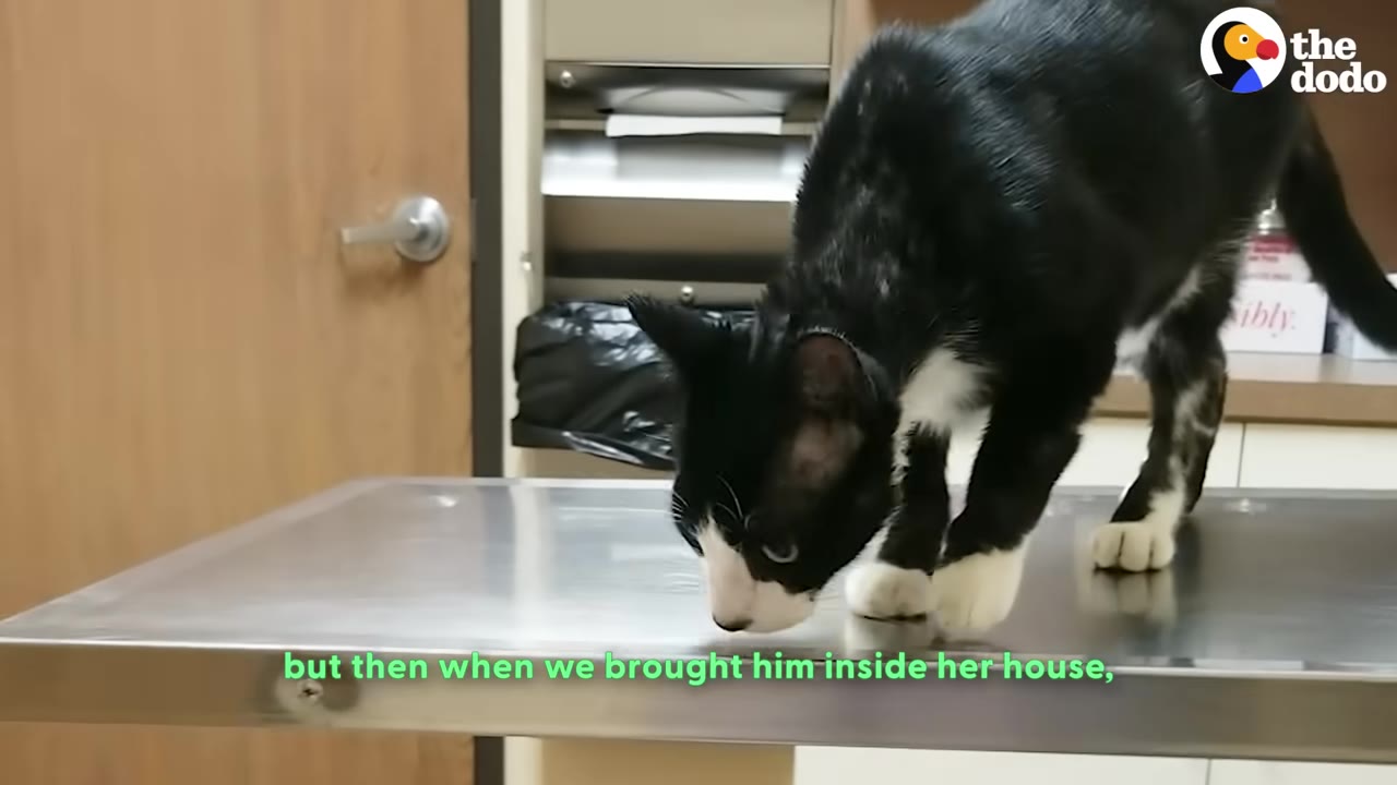A black and white cat stands on a stainless steel examination table indoors, sniffing the surface.