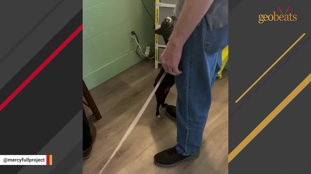 A small black and white dog stands on its hind legs, leaning against its owner's leg while on a leash inside a room.