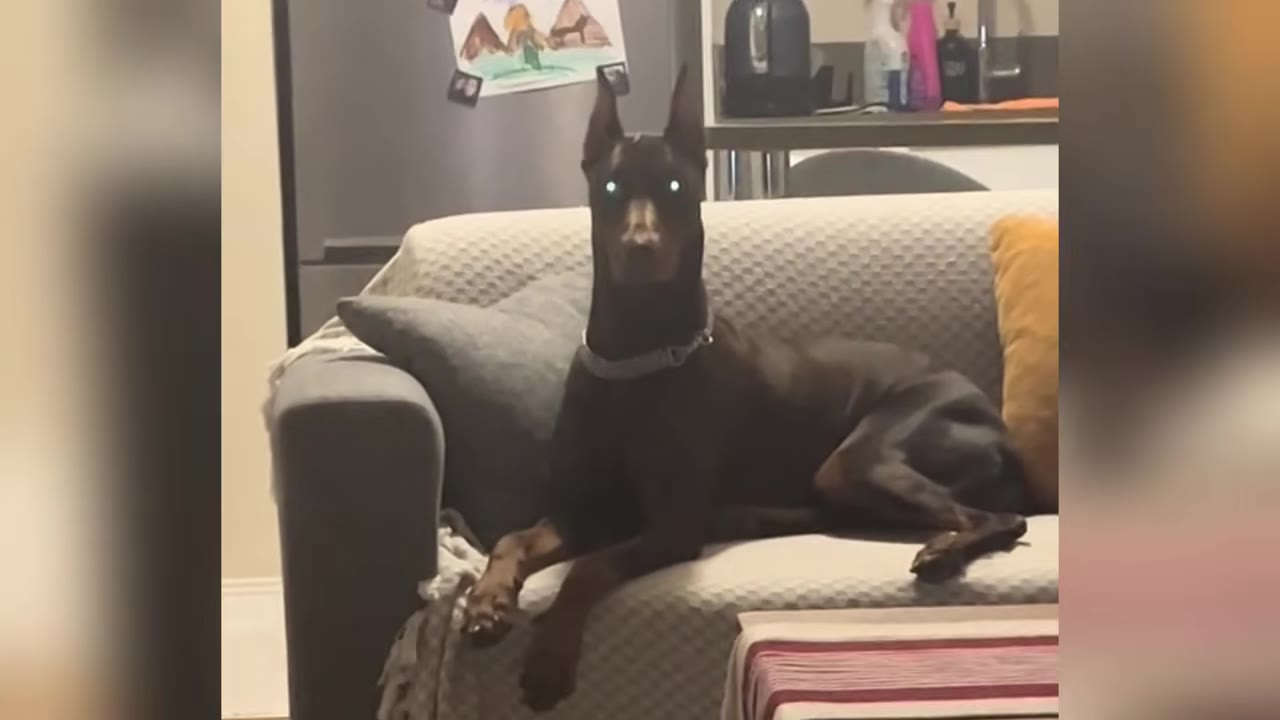 A brown Doberman Pinscher with cropped ears sits alertly on a grey sofa, looking directly at the camera.