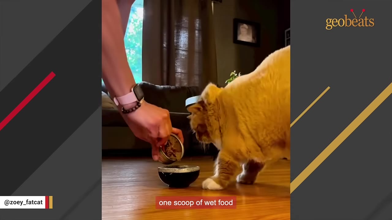 A person's hand pours a small portion of wet food from a can into a black bowl on the floor as a fluffy orange cat watches closely.