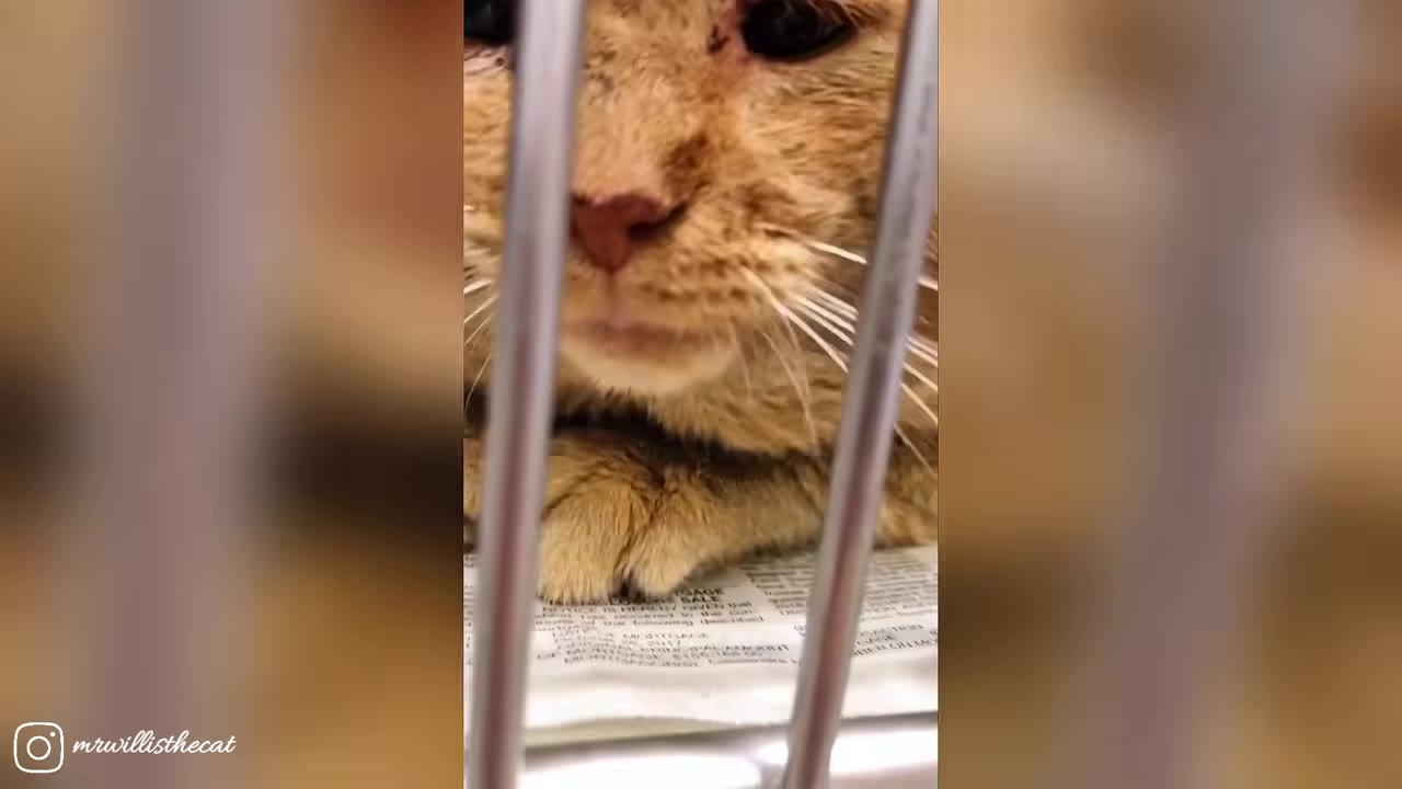 A close-up of an orange tabby cat's face looking through the metal bars of a cage.