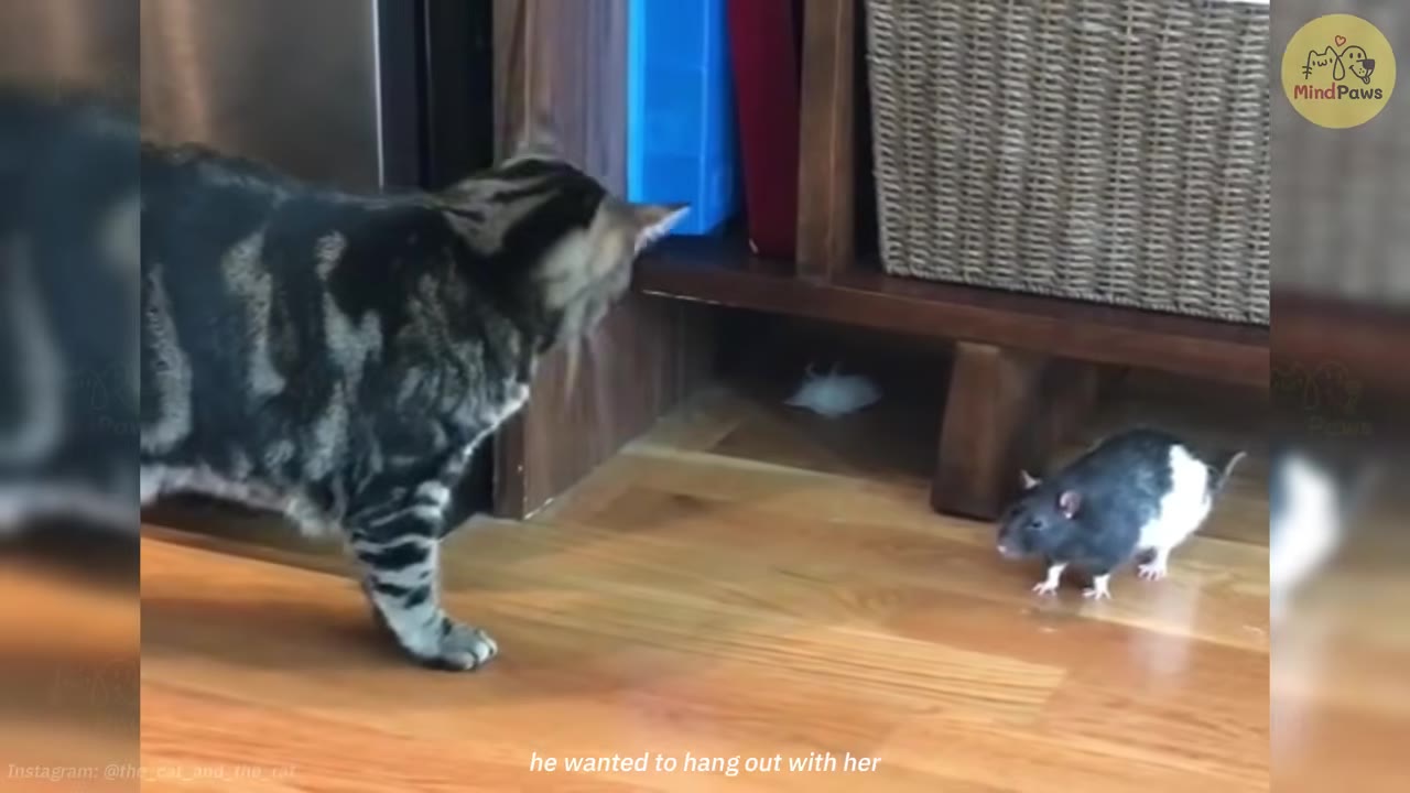 A tabby cat and a black-and-white pet rat face each other on a wooden floor, observing one another.