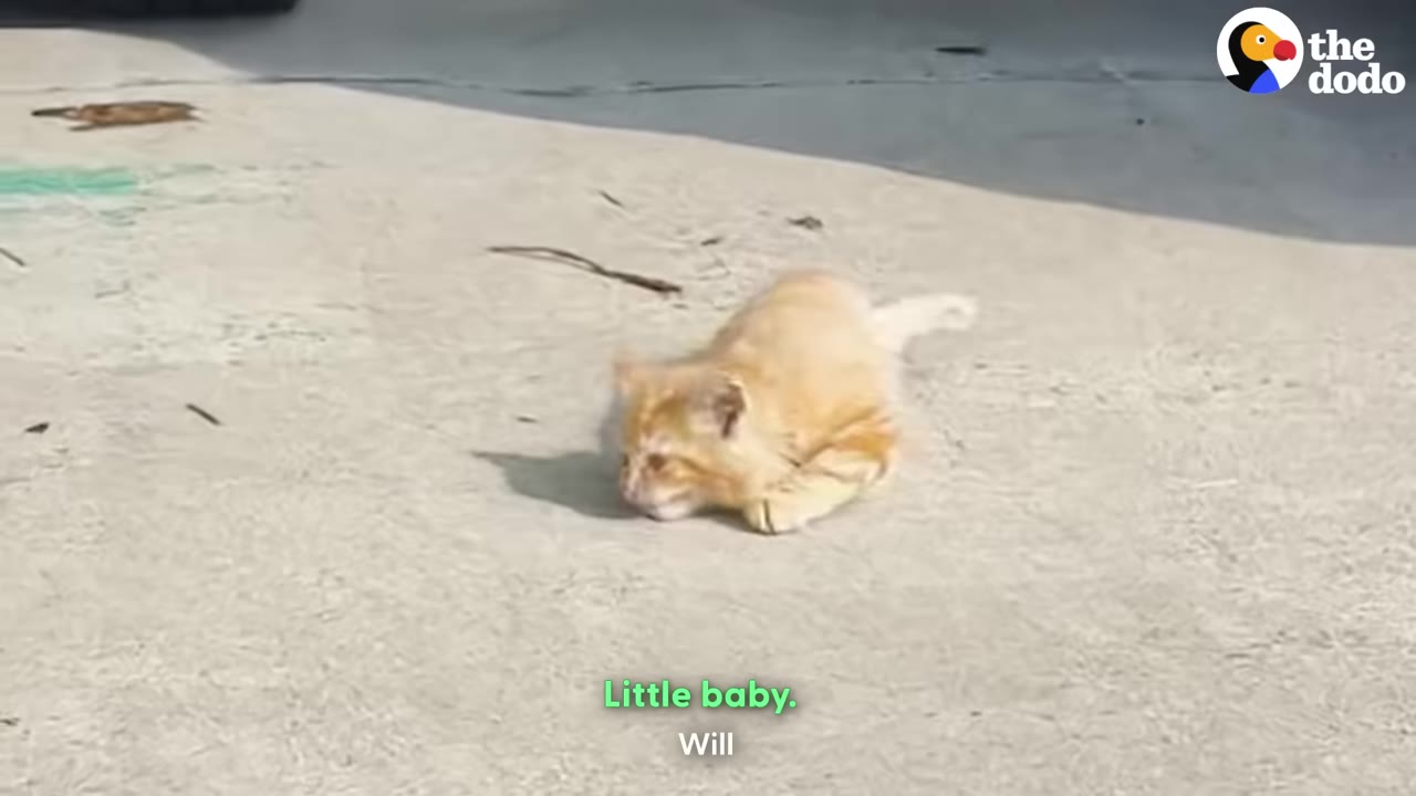 A small, fluffy orange kitten crouches on a concrete surface, looking forward.