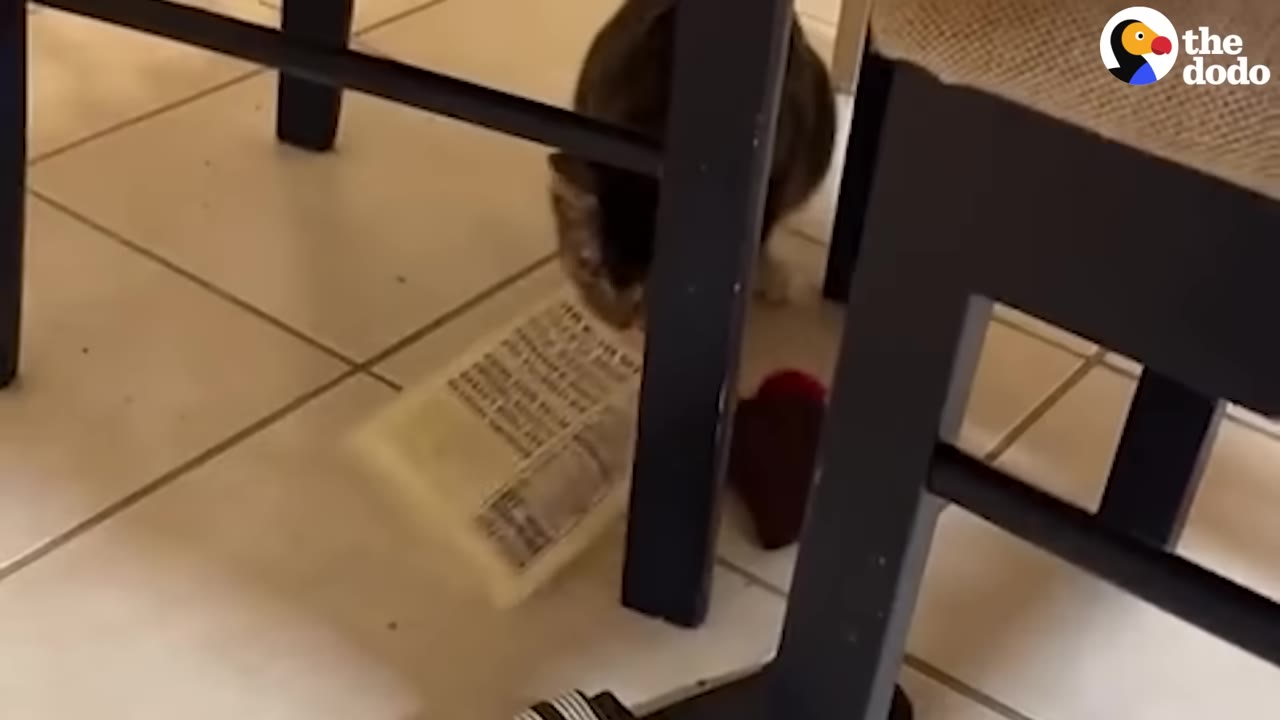 A tabby cat under a dining chair holding a sealed package of sliced cheese in its mouth.