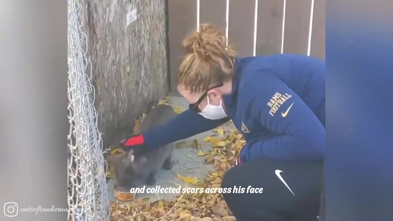 A woman wearing a blue Rams Football shirt, a face mask, and sunglasses gently pets a grey cat eating from a can on the ground covered in dry leaves next to a fence.