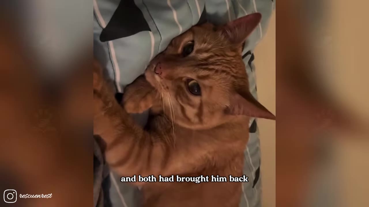 An orange tabby cat lying on a blue and white striped blanket, looking up with wide eyes.