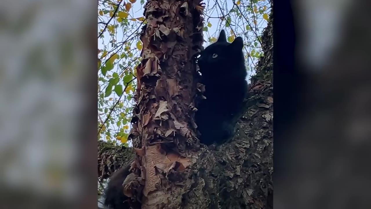 A close-up shot of a black cat perched in the branches of a tree with textured bark and green leaves in the background.