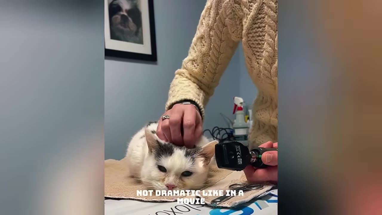 A small white and black cat lies on a towel at a veterinary clinic while a person in a beige knit sweater gently pets its head and a hand holds an ophthalmoscope nearby.