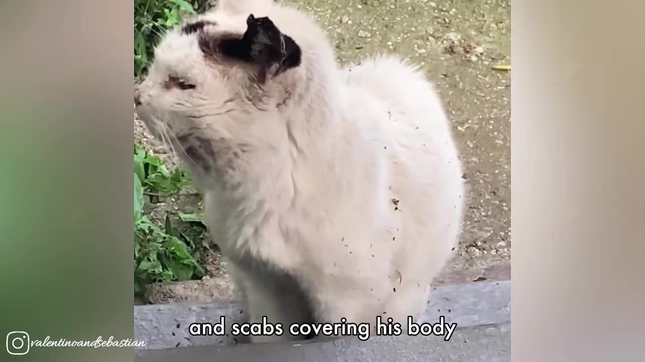 A close-up shot of a scruffy, white cat with dark ears and dirt or scabs on its fur, standing outdoors.