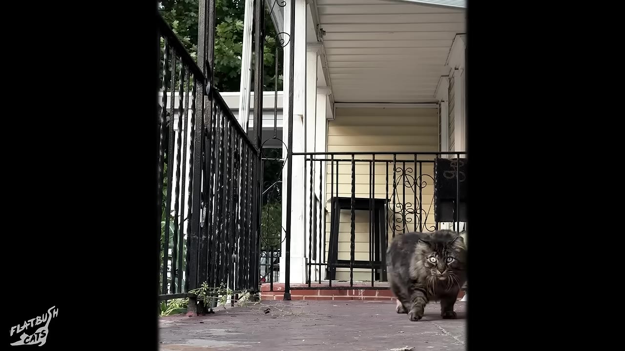 A fluffy, dark tabby cat walks confidently forward on a house porch with black metal railings.
