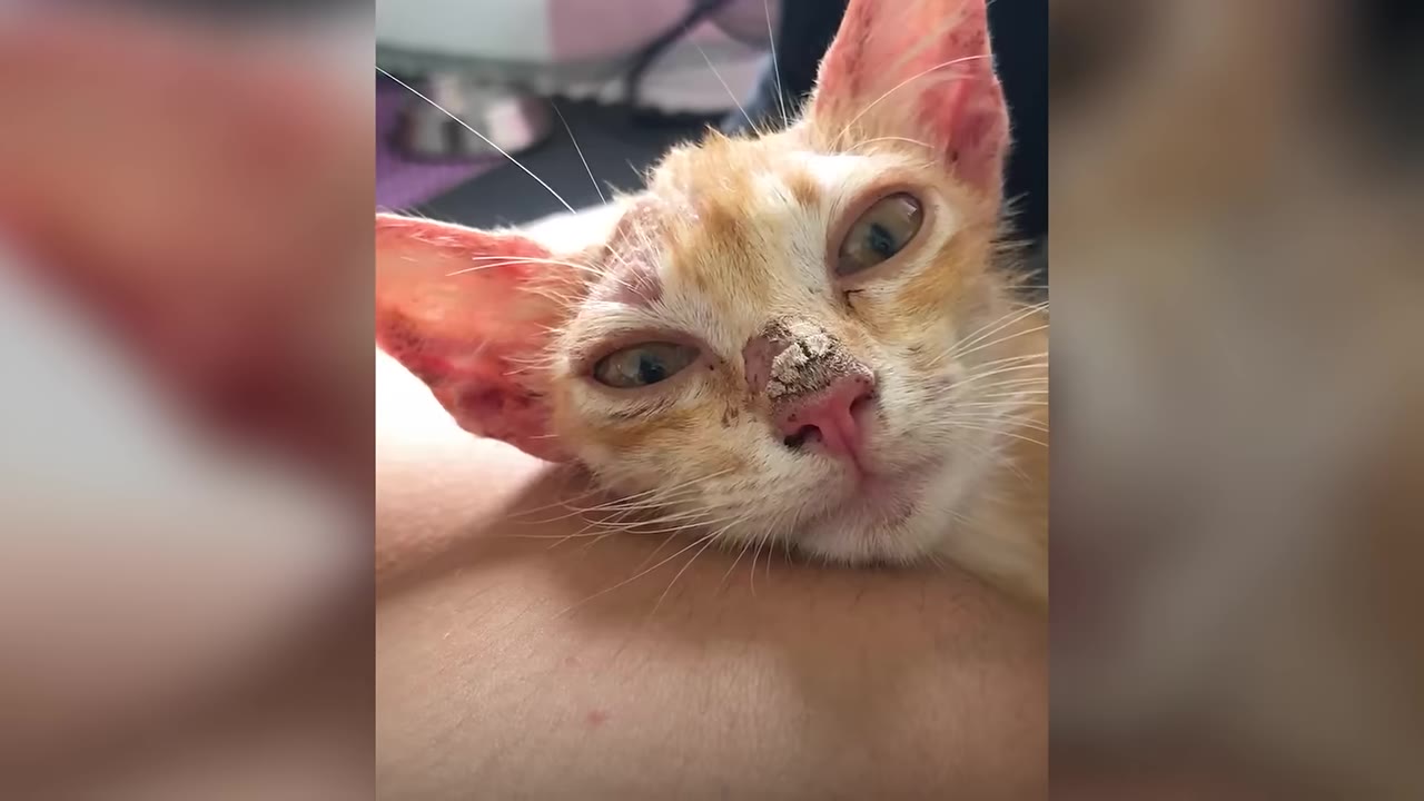 A close-up portrait of an orange and white kitten with scabs on its nose and face, resting its head on someone's arm.