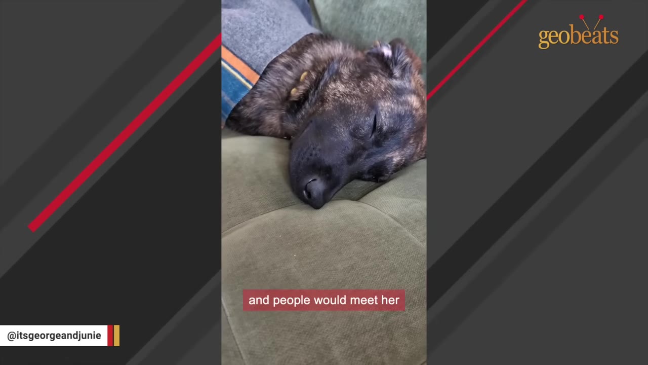 A close-up of a brindle puppy sleeping peacefully on a green couch under a grey and blue blanket.