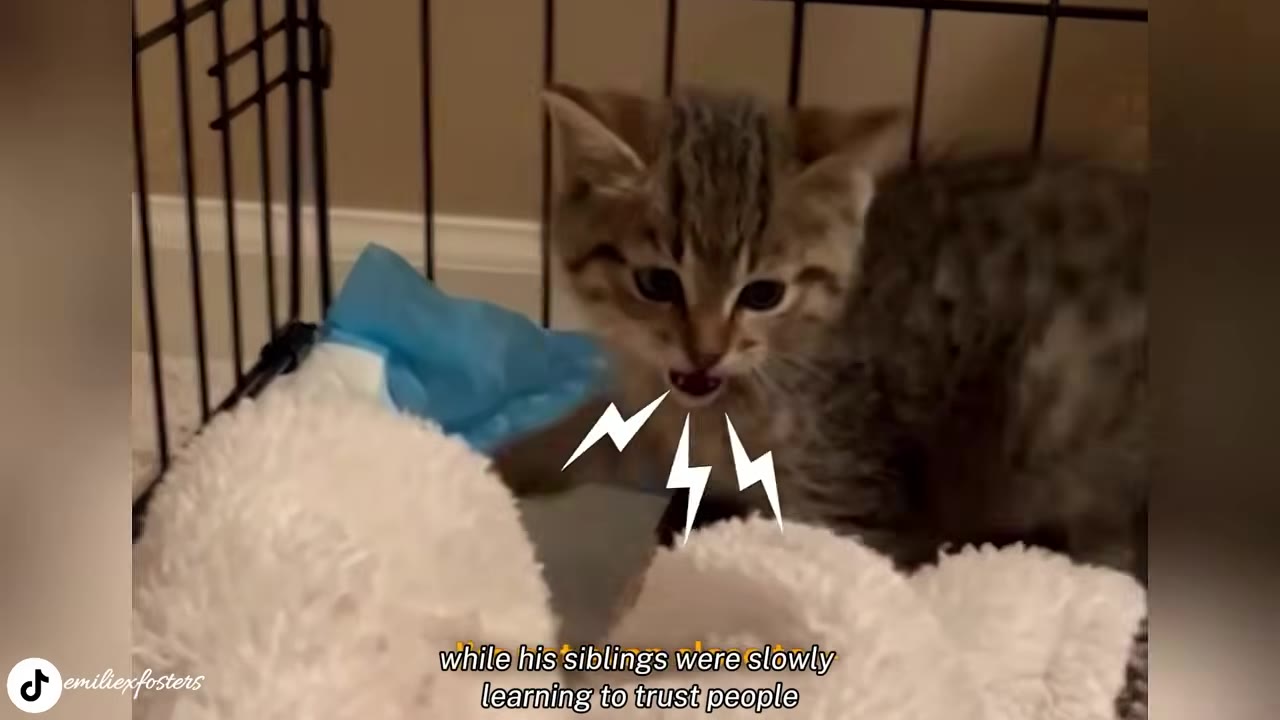 A small tabby kitten inside a wire crate, opening its mouth to hiss with cartoon lightning bolt graphics overlaid near its mouth.