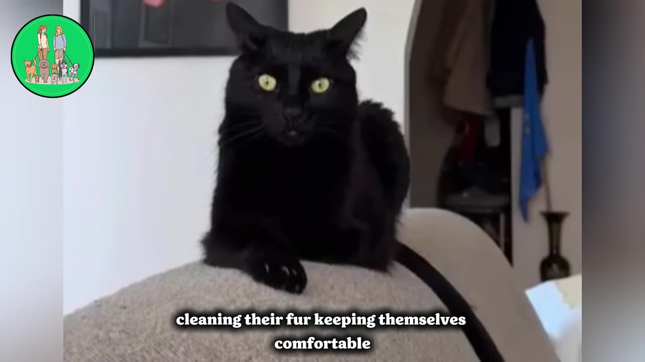 A black cat with bright green eyes sits on the back of a grey sofa, looking directly at the camera.