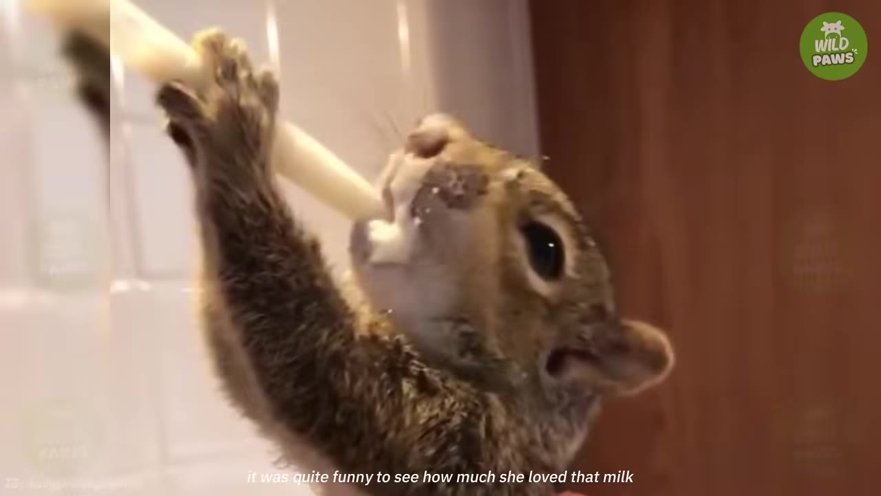 A close-up shot of a baby squirrel eagerly drinking milk from a syringe, holding onto the tube with its tiny paws.