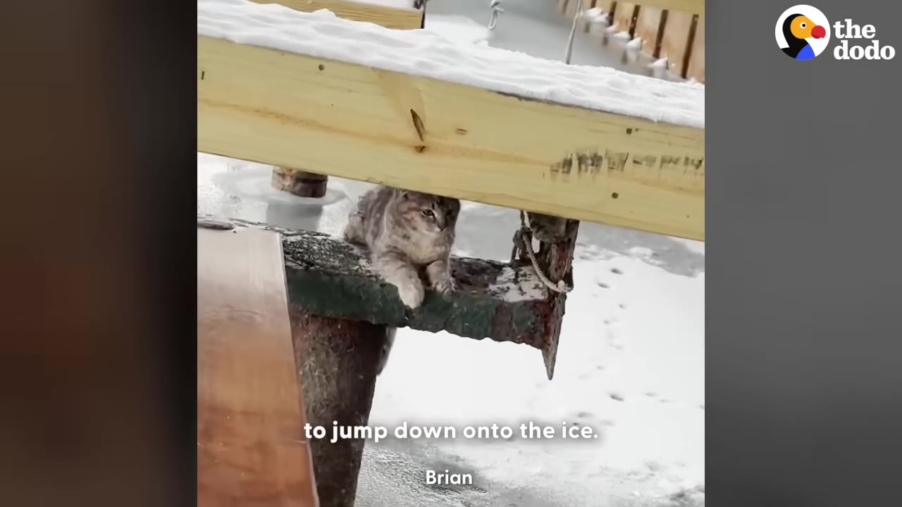 A grey tabby cat sits huddled on a dark, icy beam underneath a snow-covered wooden structure.