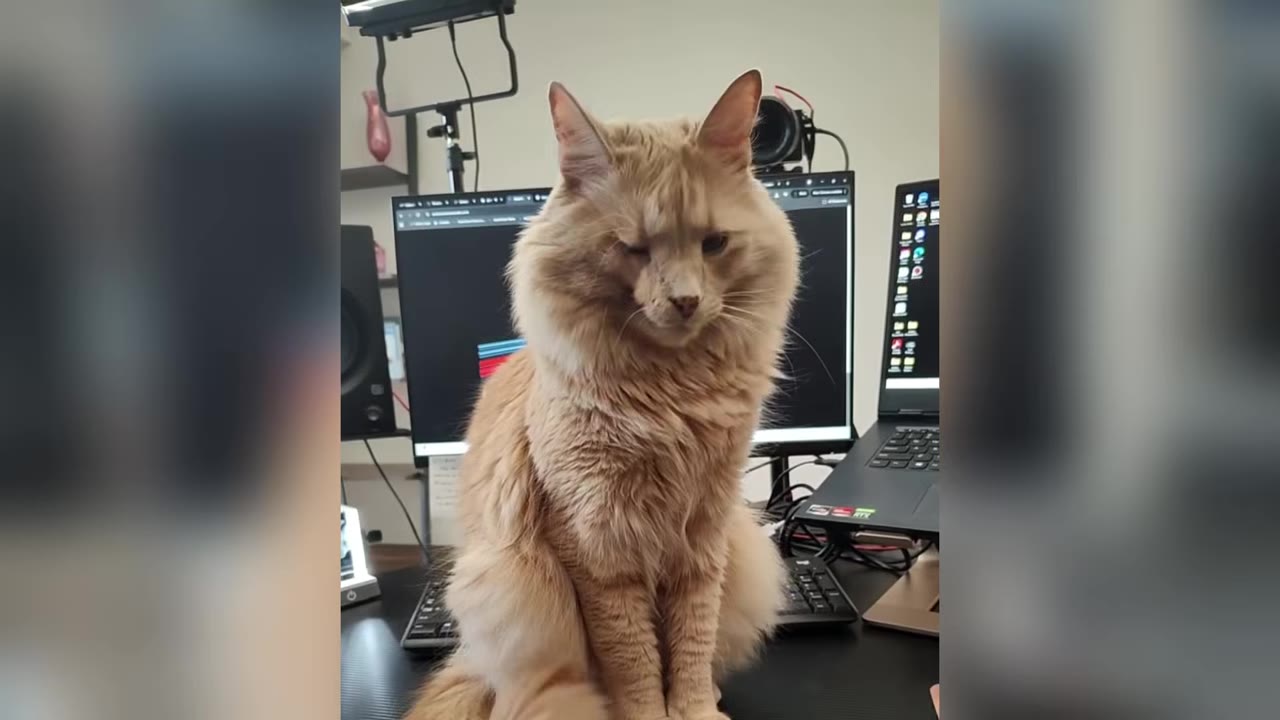 A fluffy, long-haired orange cat sits on a desk in front of computer monitors, looking forward with one eye closed.