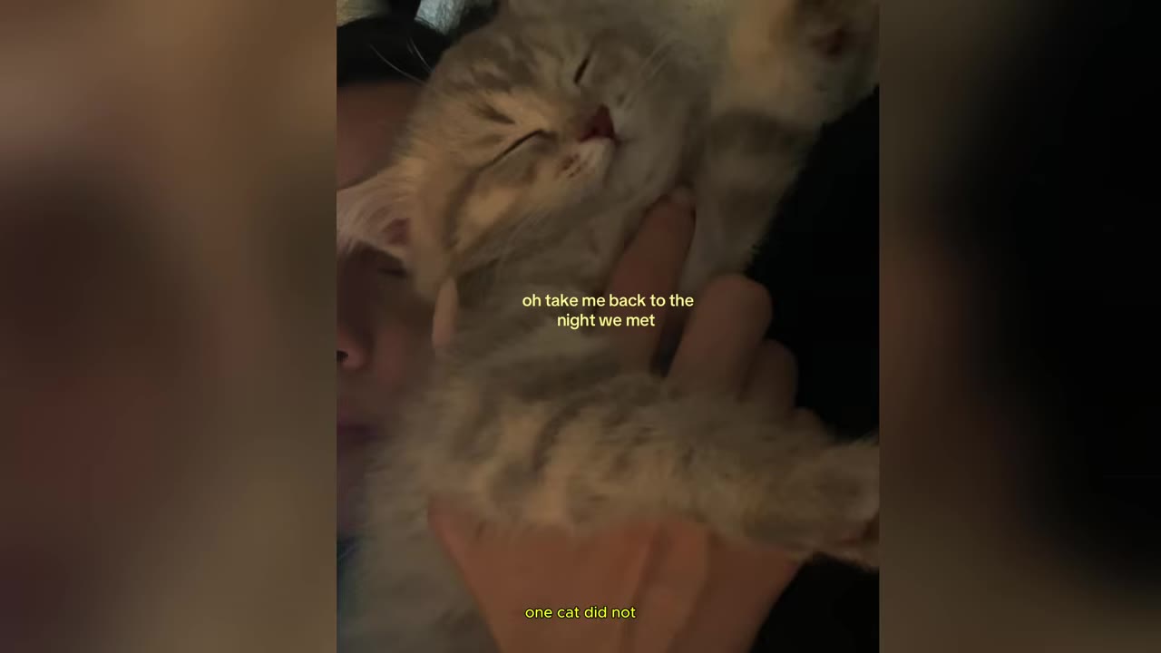 A close-up of a fluffy grey tabby kitten sleeping peacefully while being held in a person's hand.