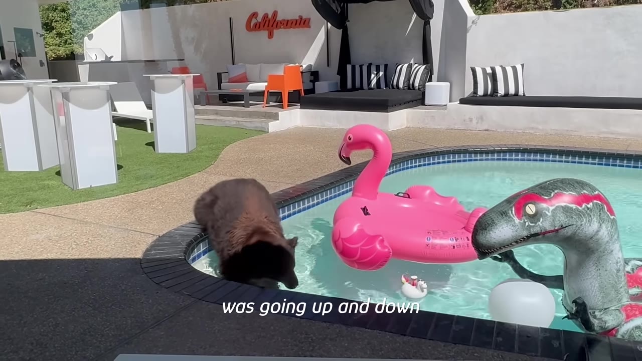 A brown bear steps into a backyard swimming pool containing a pink flamingo float and a green dinosaur float.