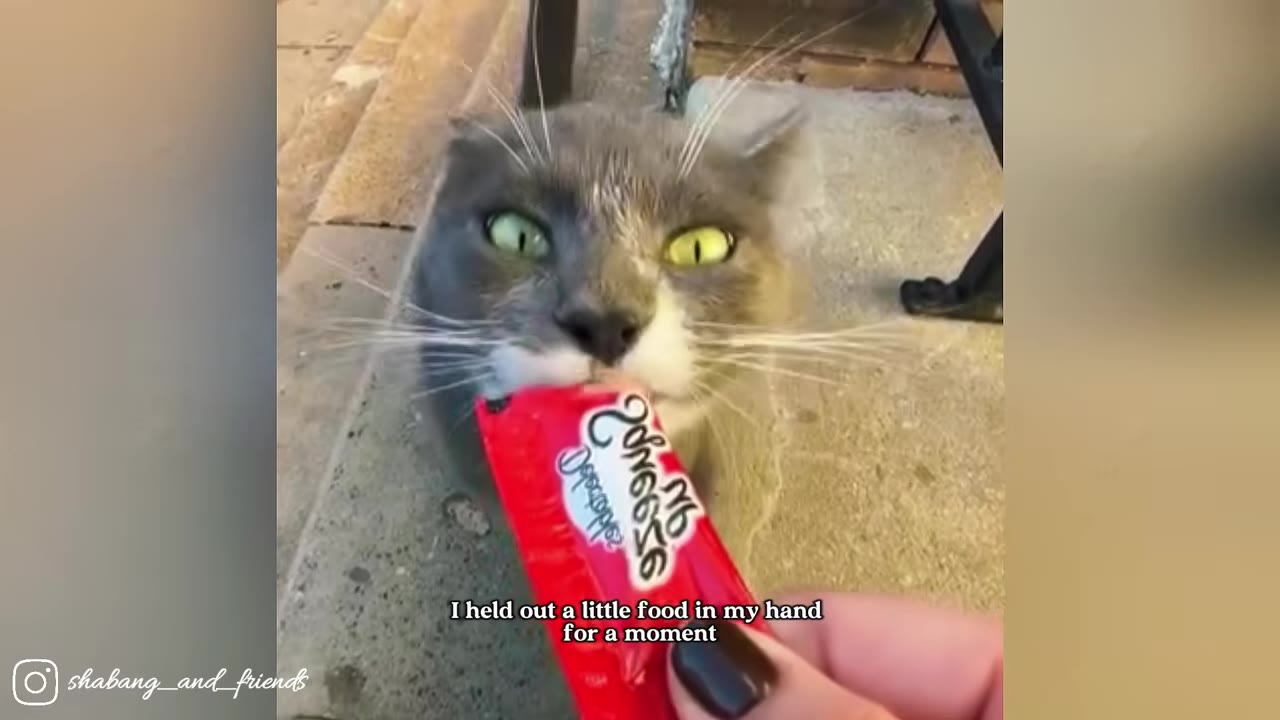 A close-up shot of a grey and white cat with bright green eyes eating a treat directly from a red squeeze tube held by a person's hand.