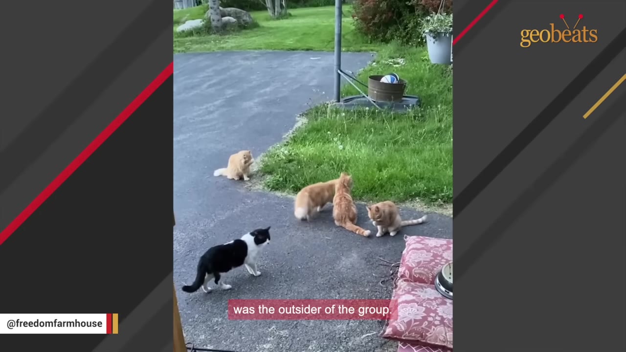 A black and white cat stands on a paved driveway, looking towards a group of four orange cats gathered near a grassy area.