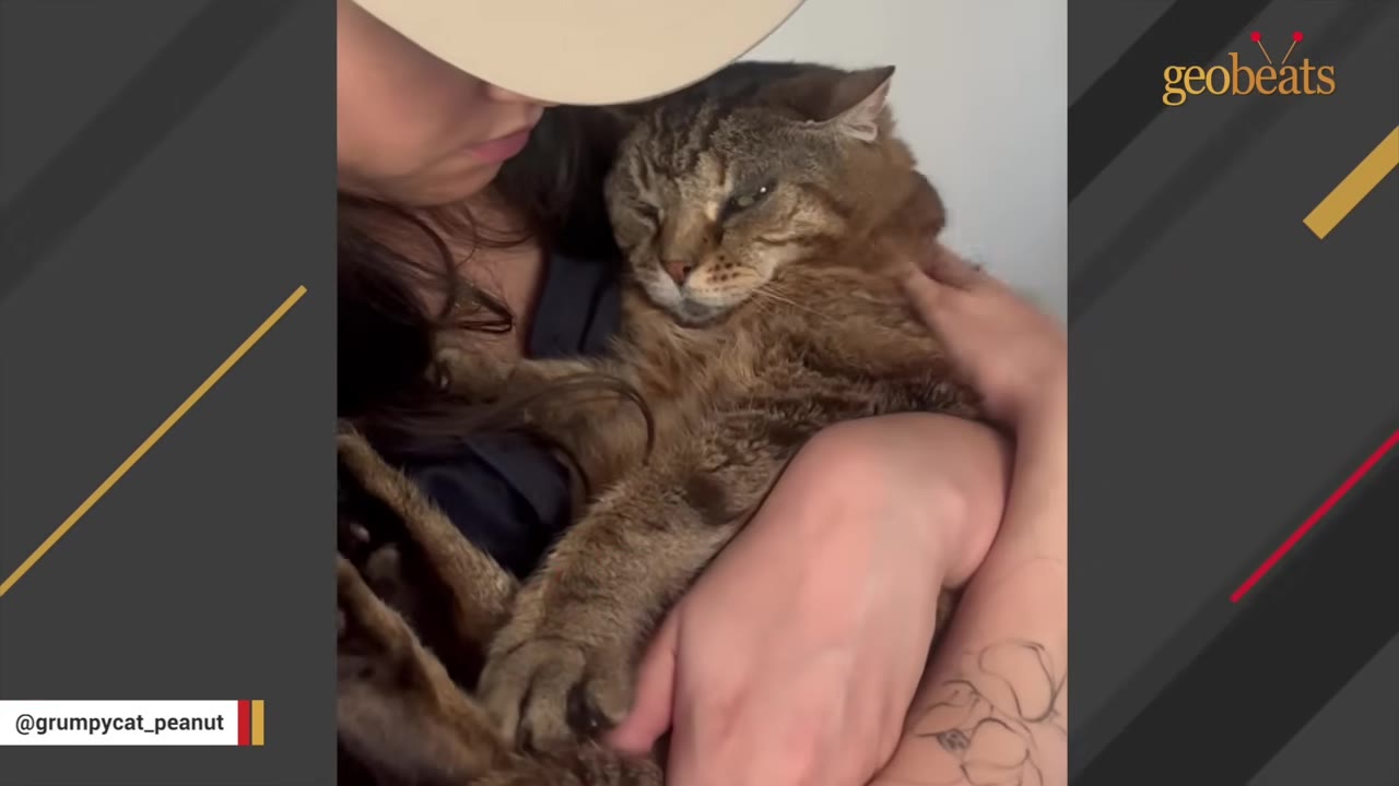 A close-up shot of a woman holding a fluffy brown tabby cat close to her chest.