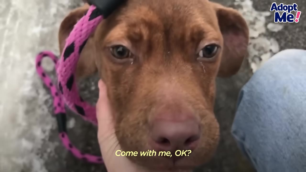 A close-up of a brown dog with sad eyes being gently held under the chin by a person's hand, wearing a pink leash, with the text 'Come with me, OK?' on screen.
