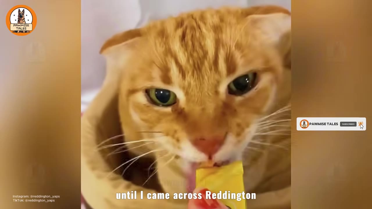 A close-up shot of an orange tabby cat licking a yellow treat.