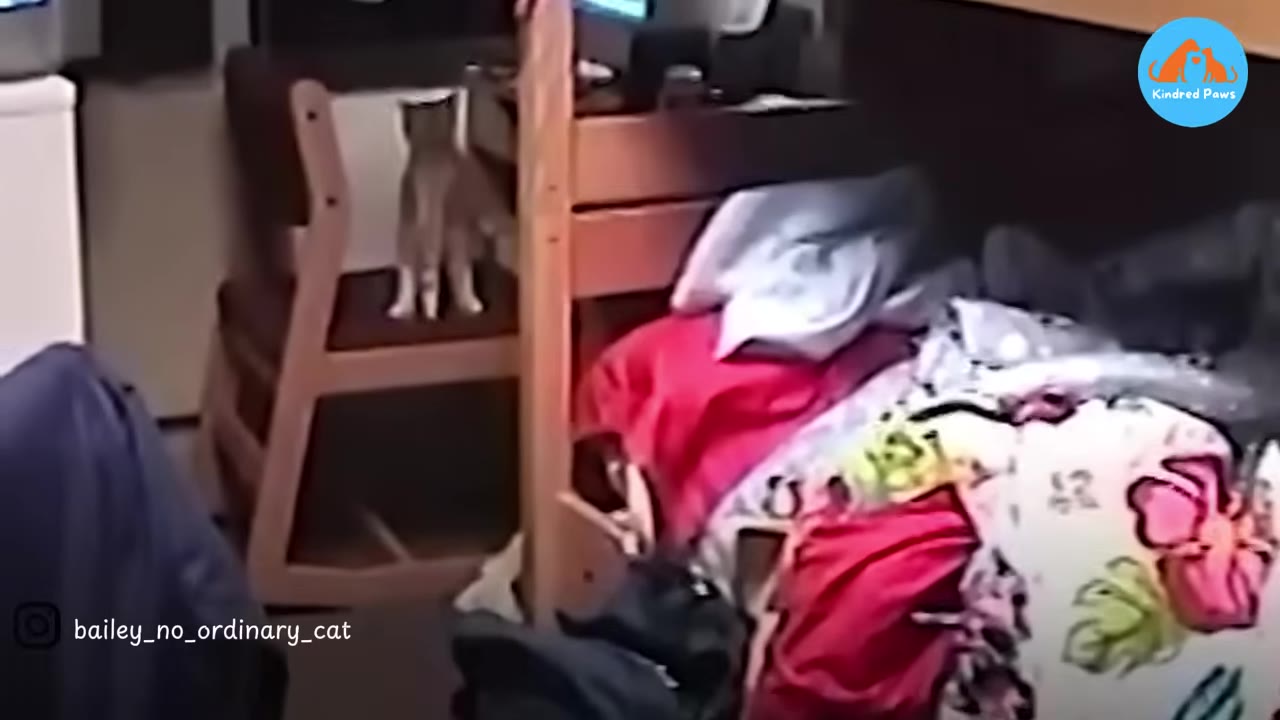 A small kitten stands on a wooden chair next to a bunk bed in a cluttered dorm room.