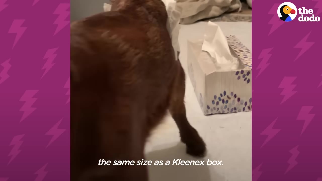 A small brown animal stands next to a patterned Kleenex tissue box, showing that they are similar in size.