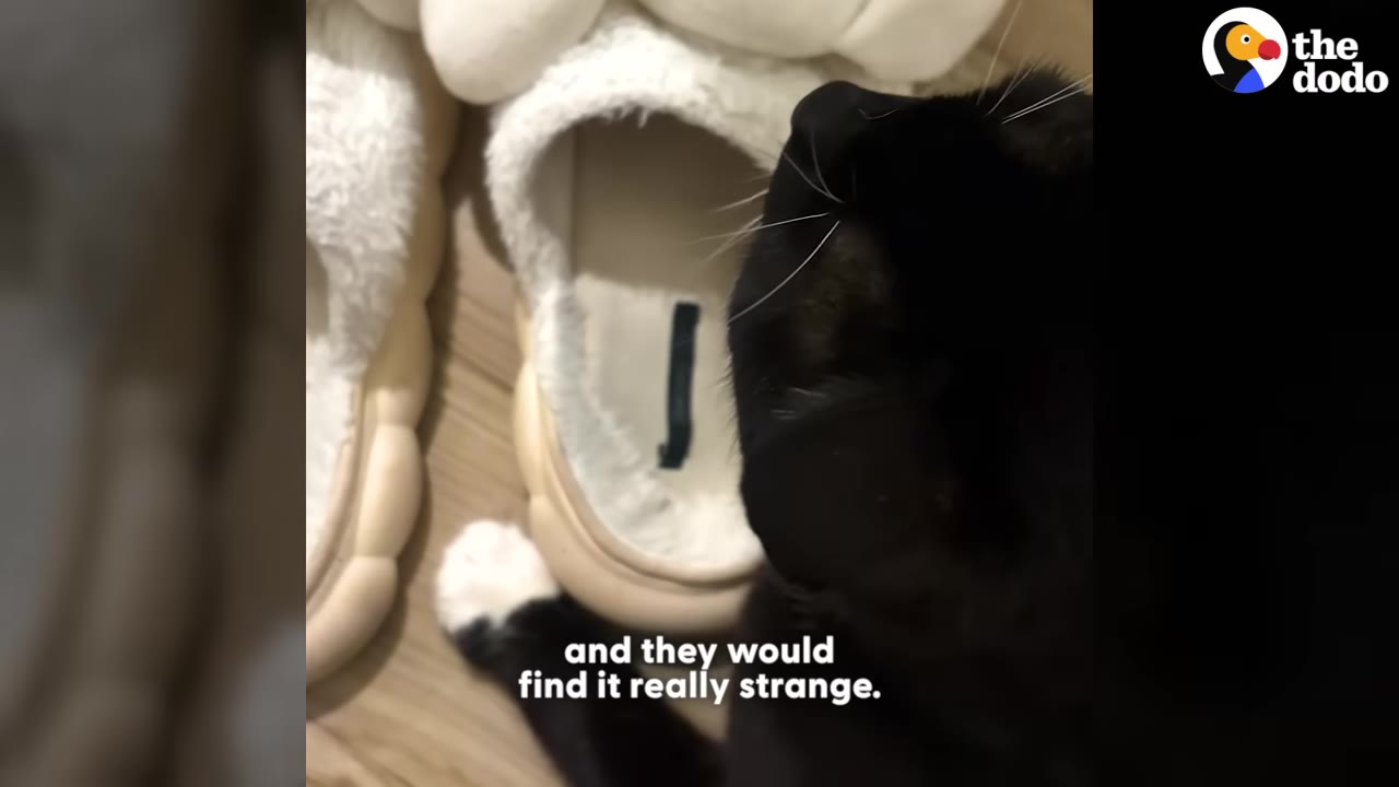 A close-up shot of a black cat with white whiskers sniffing a pair of fluffy white slippers on a wooden floor.