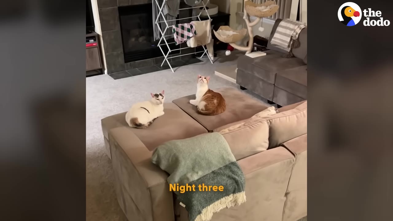 An orange and white cat sits on a brown ottoman, staring straight up at the ceiling, while a white and grey cat sits nearby looking towards the camera.