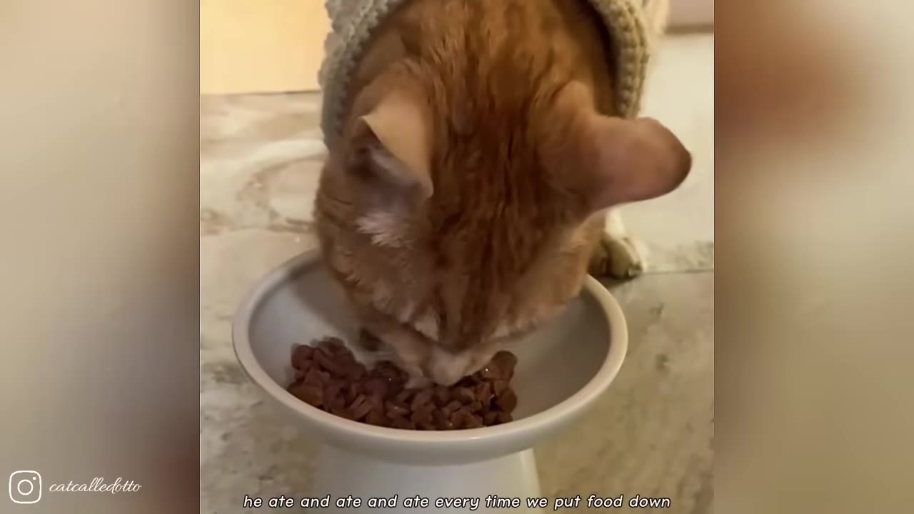 An orange cat wearing a grey sweater eagerly eats kibble from a white bowl.