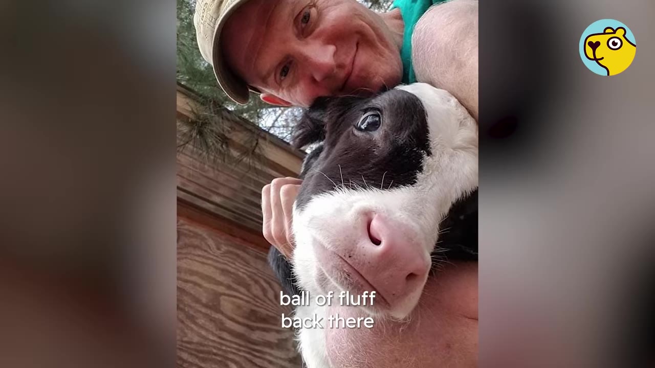 A close-up selfie of a smiling man wearing a cap hugging a small black and white calf.