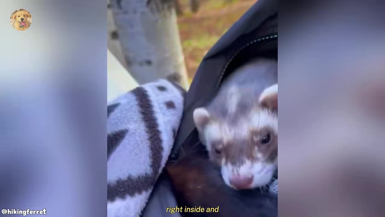 A close-up of a brown and white ferret looking out from inside a dark travel carrier bag.