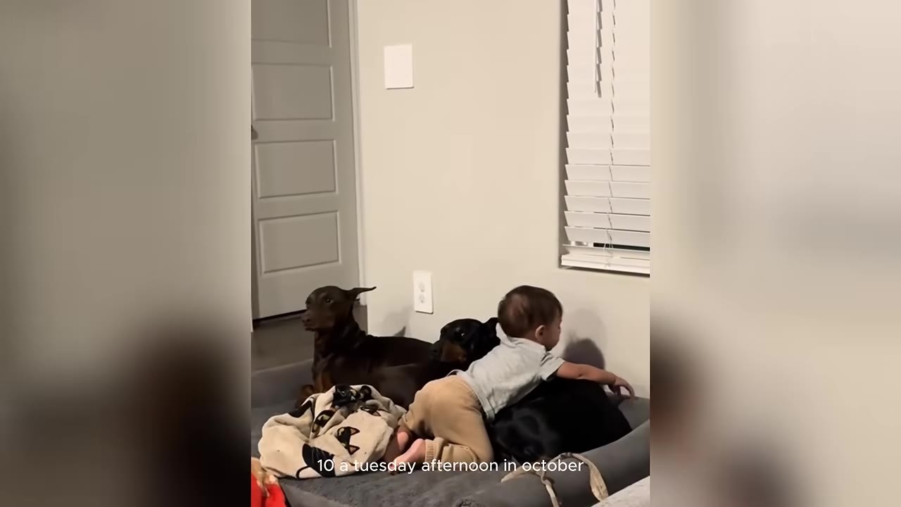 A young toddler crawls over two Doberman dogs resting on a dog bed in a living room.