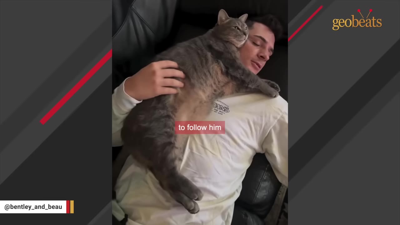 A large grey tabby cat lies sprawled out on a man's chest as he rests on a couch.